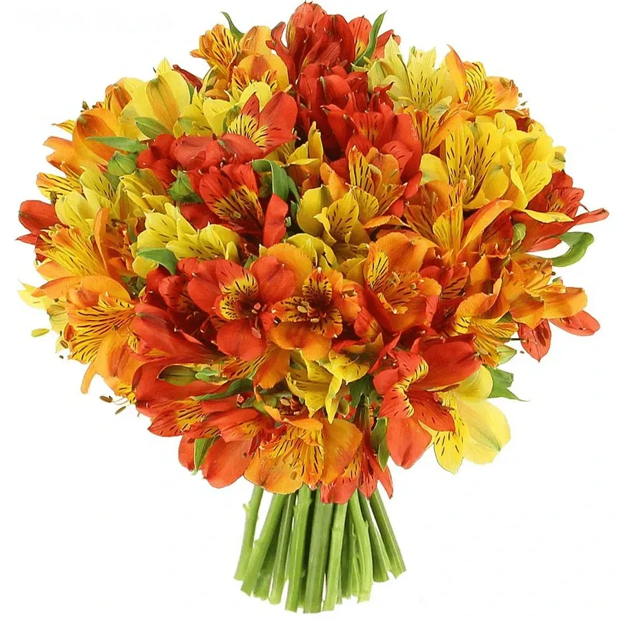 Альстромерии яркий микс